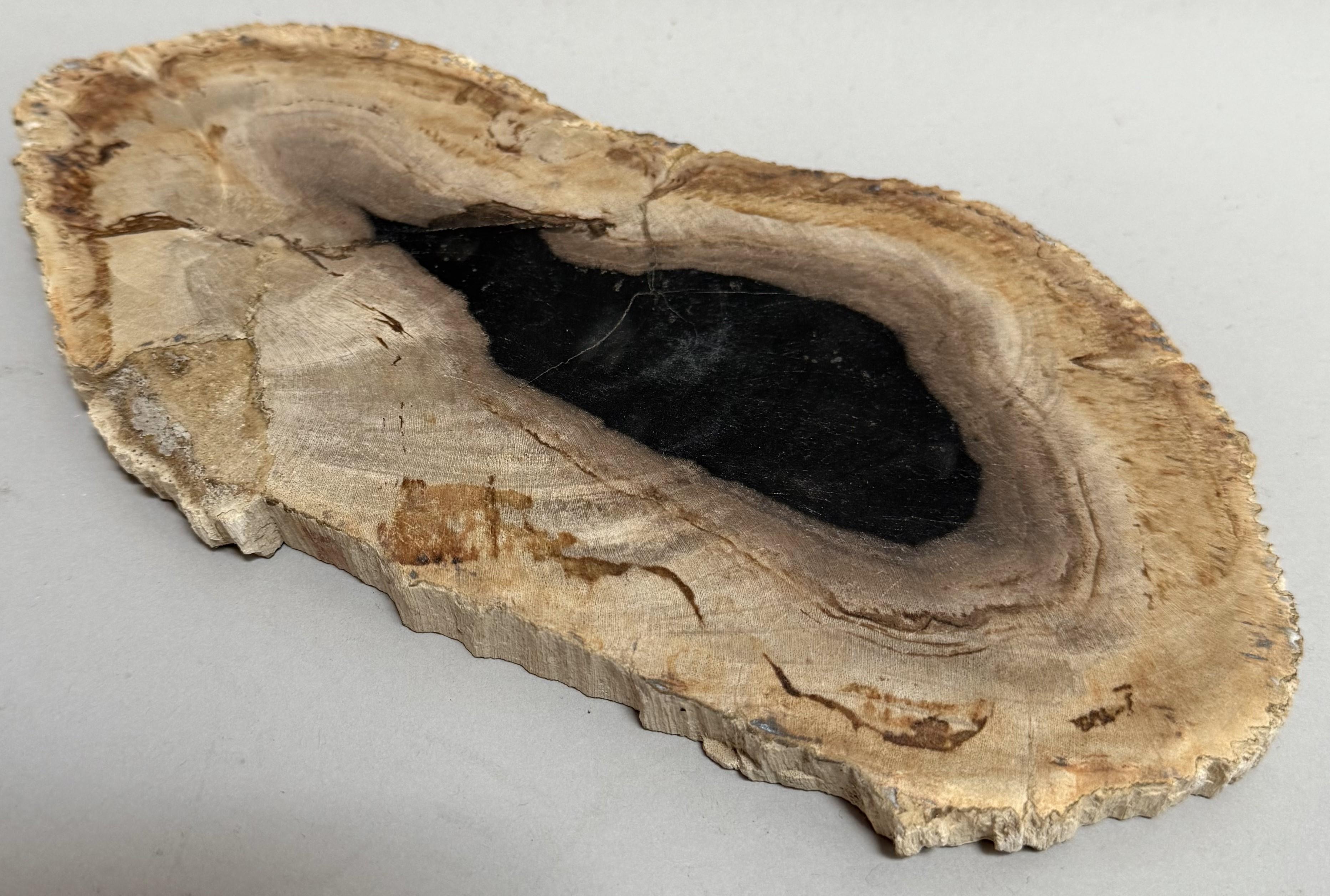 Small Indonesian Petrified Wood Slab – Dipterocarpus Species.

This exquisite small petrified wood slab hails from Indonesia and dates to the late Tertiary period, approximately 20 million years ago. Expertly cut and polished on one face to reveal