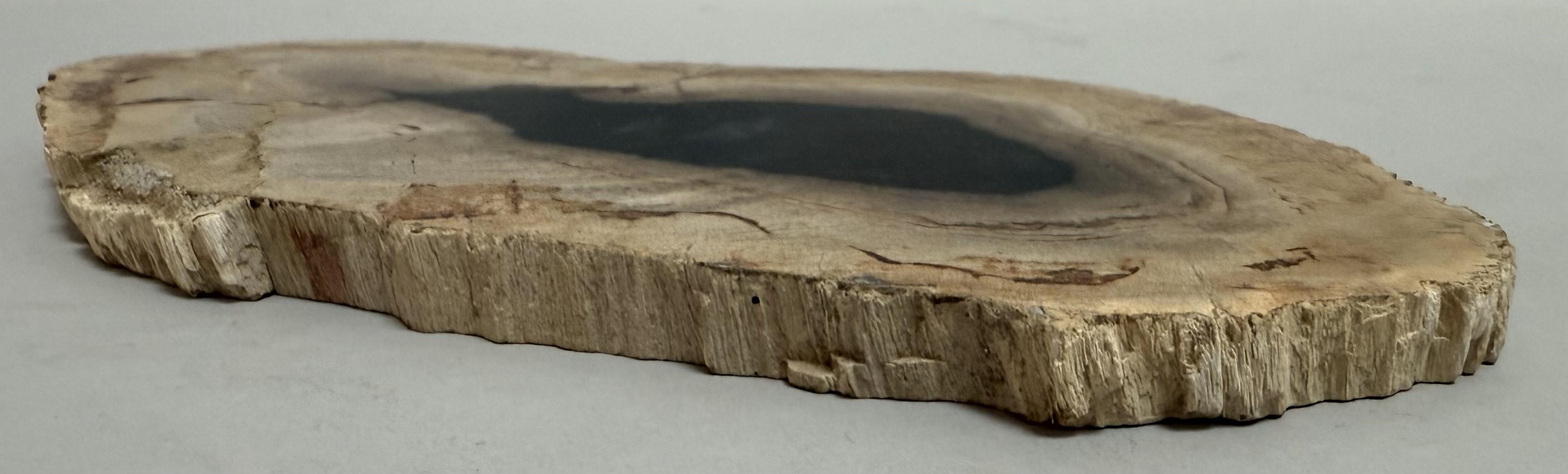 Hand-Carved Small Indonesian Petrified Wood Slab – Dipterocarpus Species For Sale