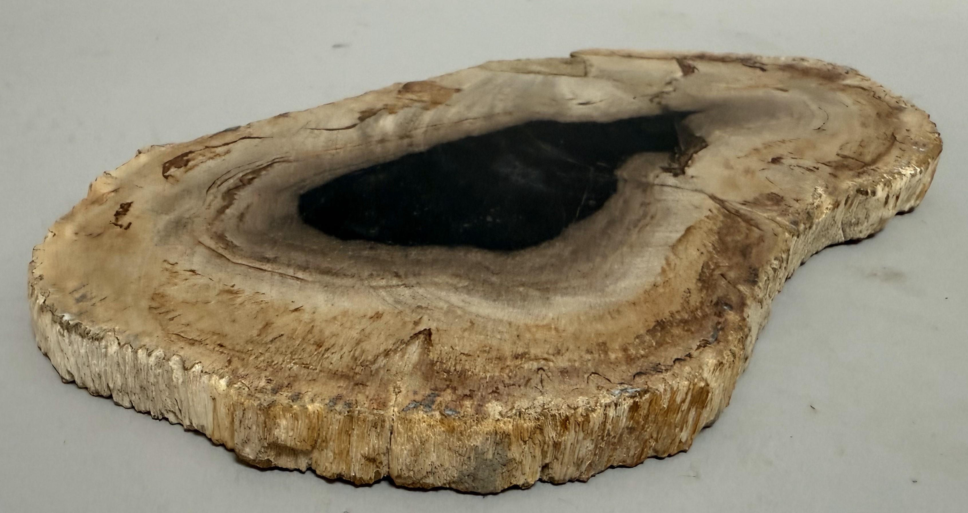 18th Century and Earlier Small Indonesian Petrified Wood Slab – Dipterocarpus Species For Sale