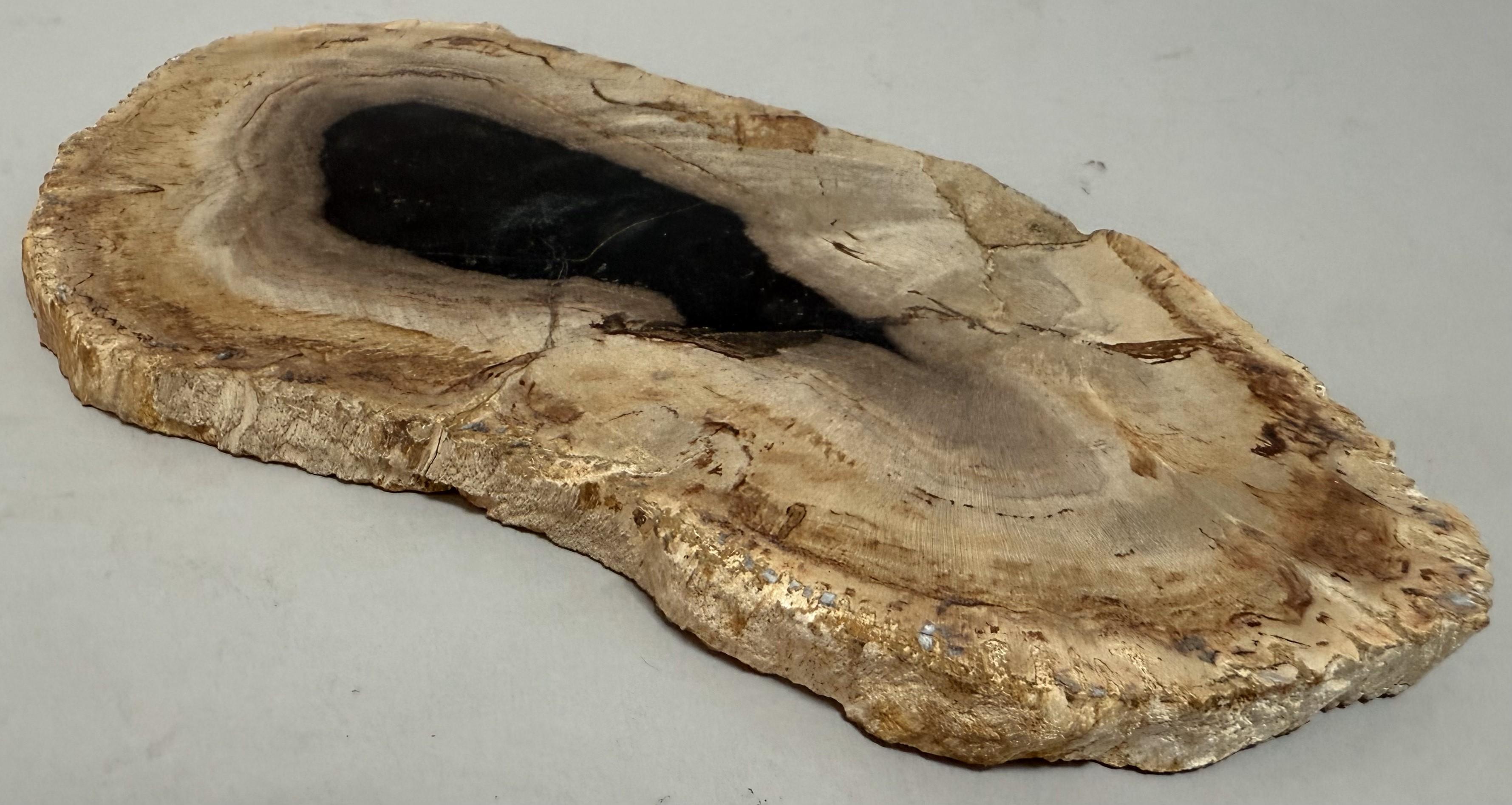 Small Indonesian Petrified Wood Slab – Dipterocarpus Species For Sale 1