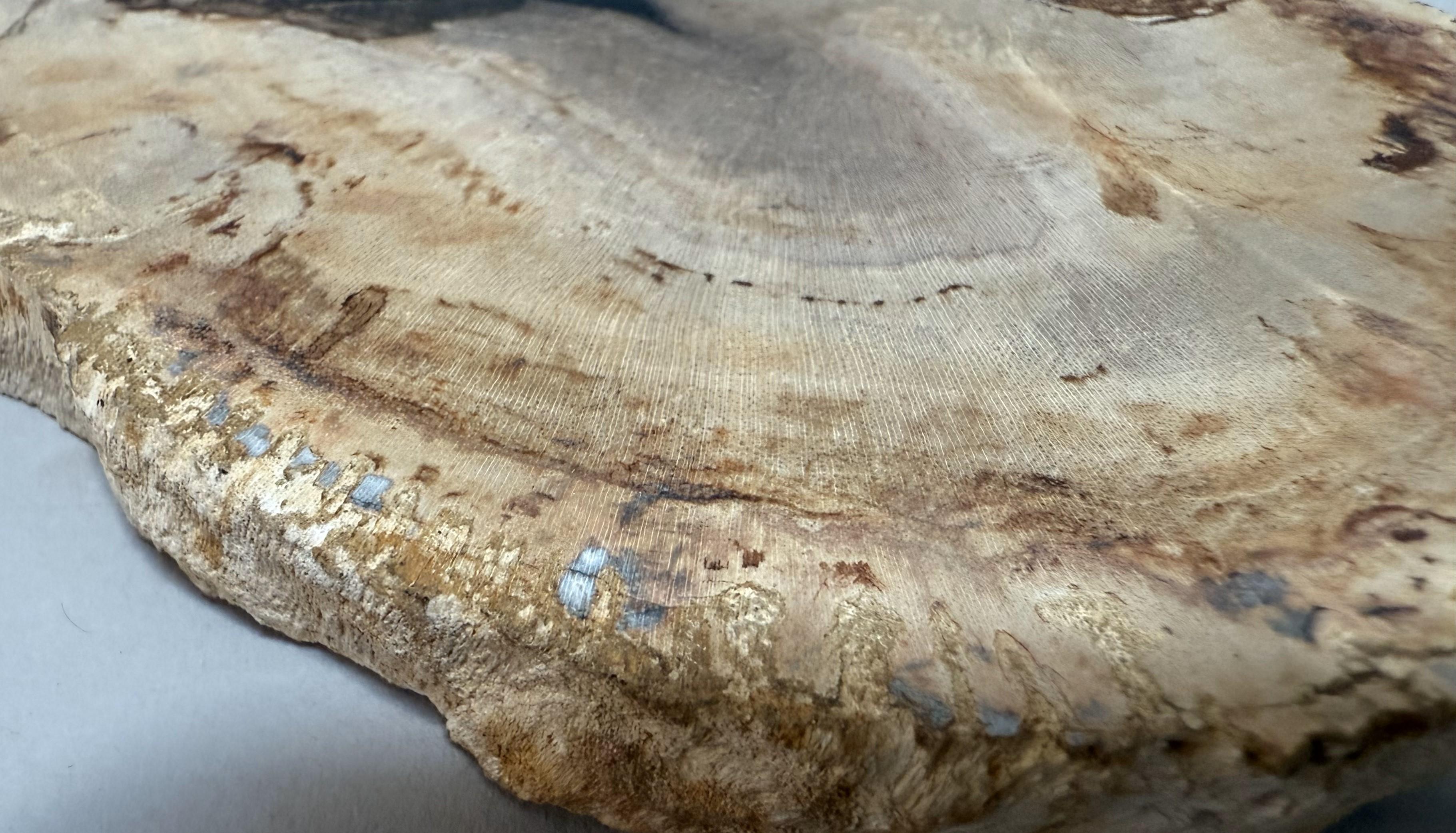 Small Indonesian Petrified Wood Slab – Dipterocarpus Species For Sale 2