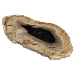 Pequeña losa de madera petrificada indonesia - Especie Dipterocarpus