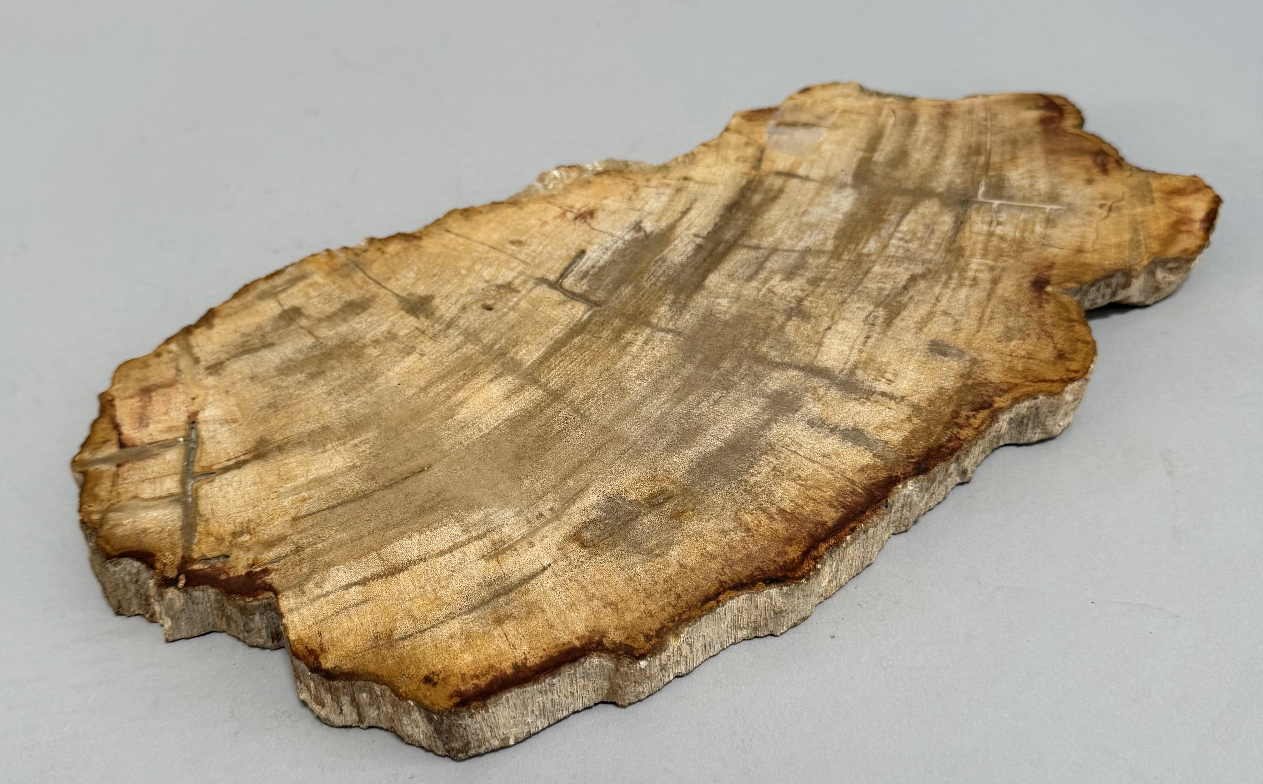 Small Indonesian Petrified Wood Slab. 

A naturally sculpted and richly textured slab of petrified wood from Indonesia, identified as originating from the Dipterocarpus genus. Likely formed over millions of years through the gradual fossilization of