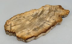 Small Indonesian Petrified Wood Slab