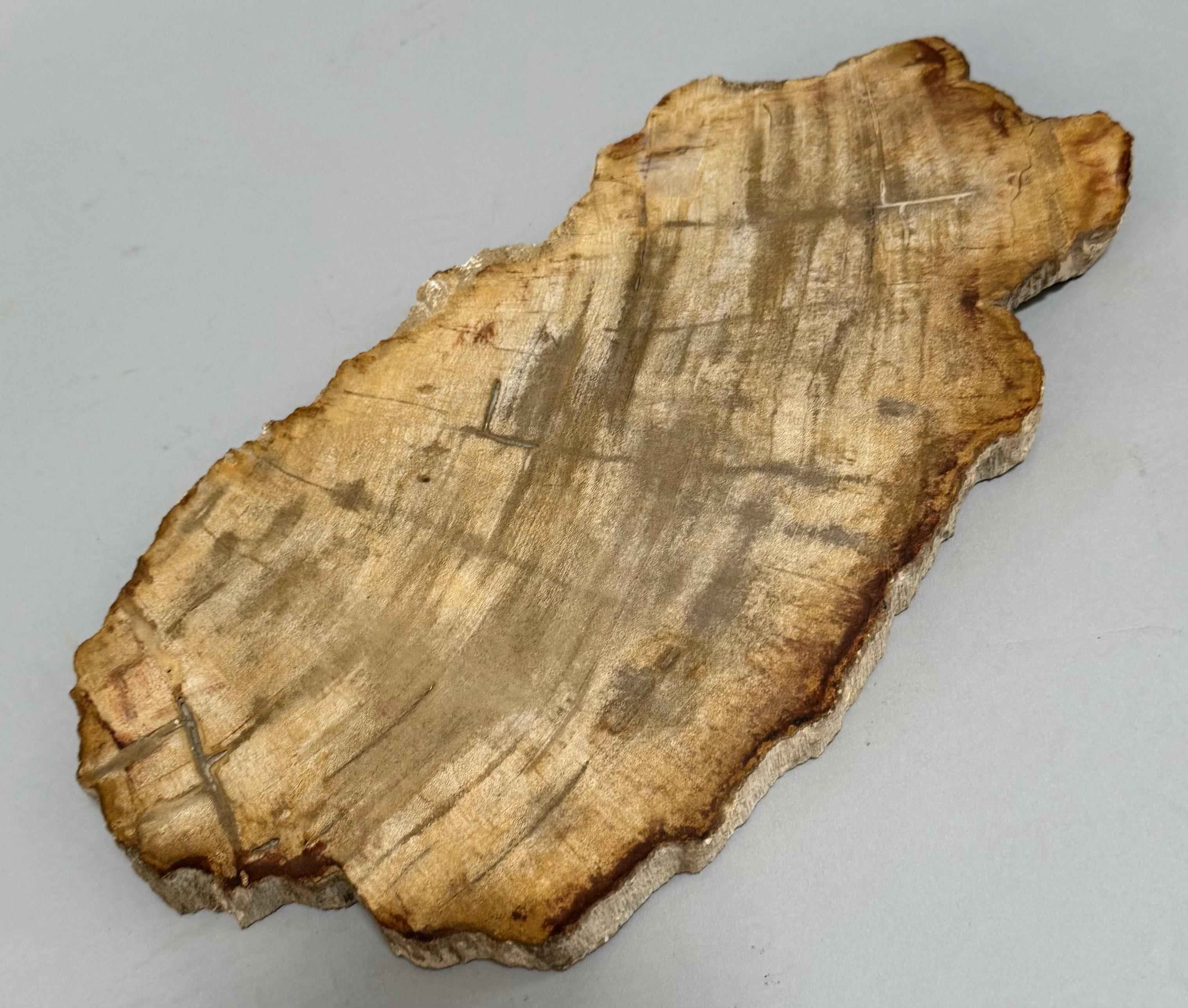 Organic Modern Small Indonesian Petrified Wood Slab For Sale