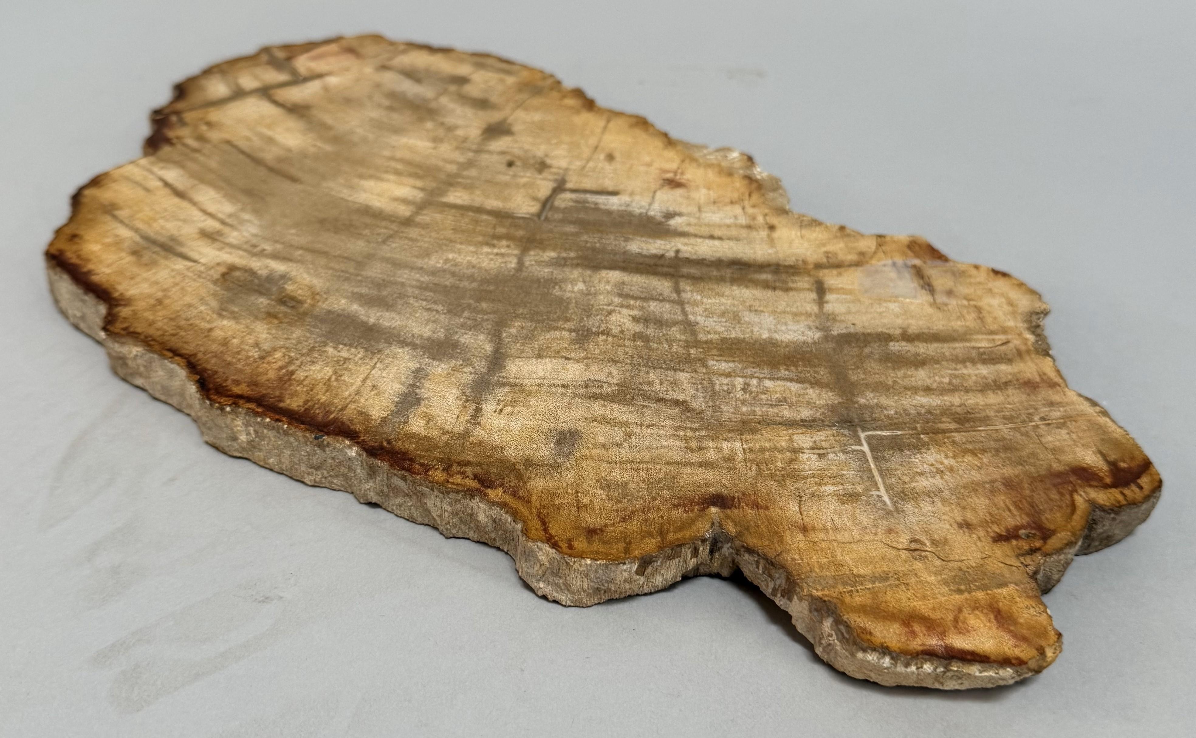 Hand-Carved Small Indonesian Petrified Wood Slab For Sale