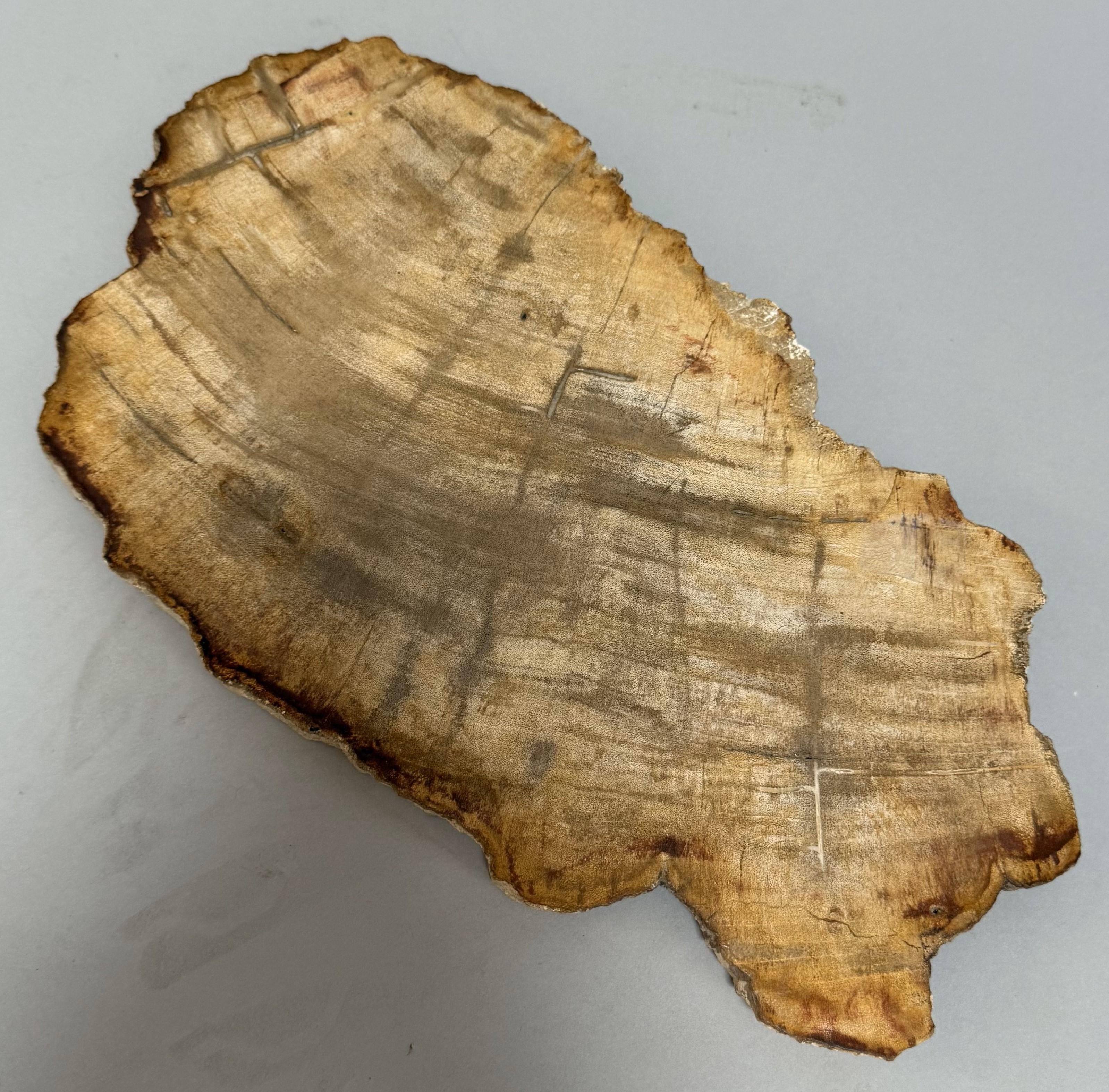 Small Indonesian Petrified Wood Slab In Good Condition For Sale In Middleburg, VA