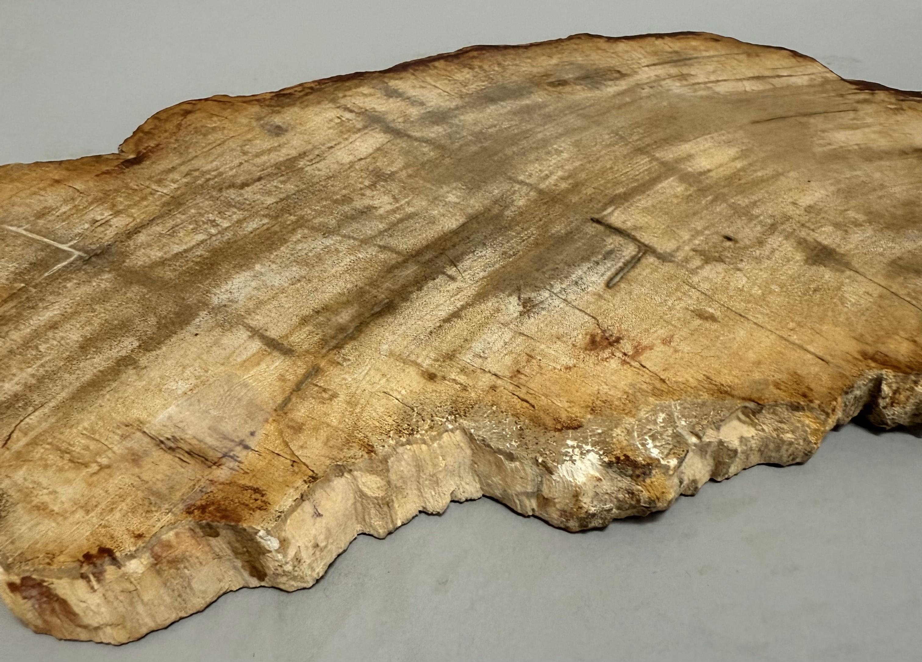 20th Century Small Indonesian Petrified Wood Slab For Sale