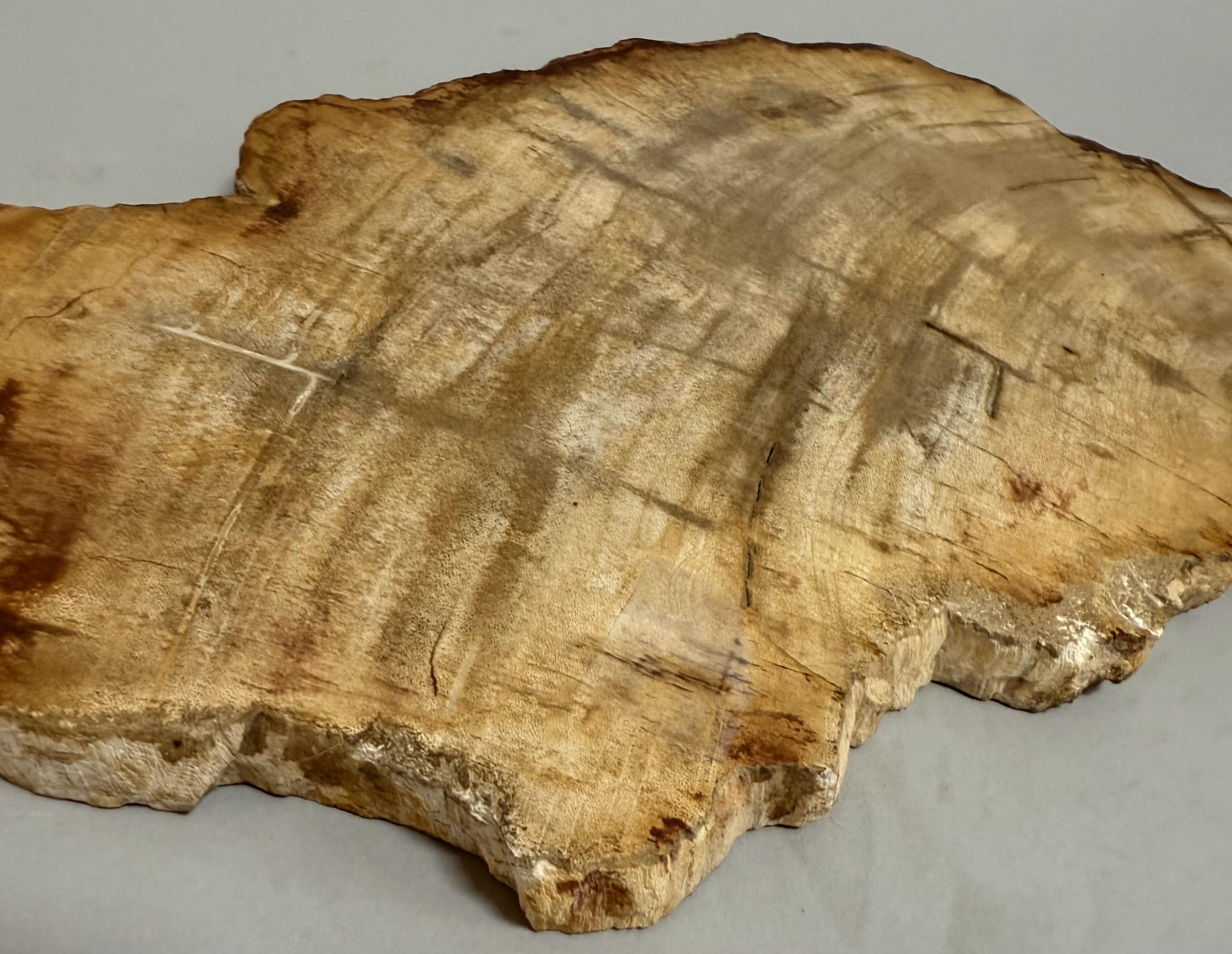 Small Indonesian Petrified Wood Slab For Sale 1