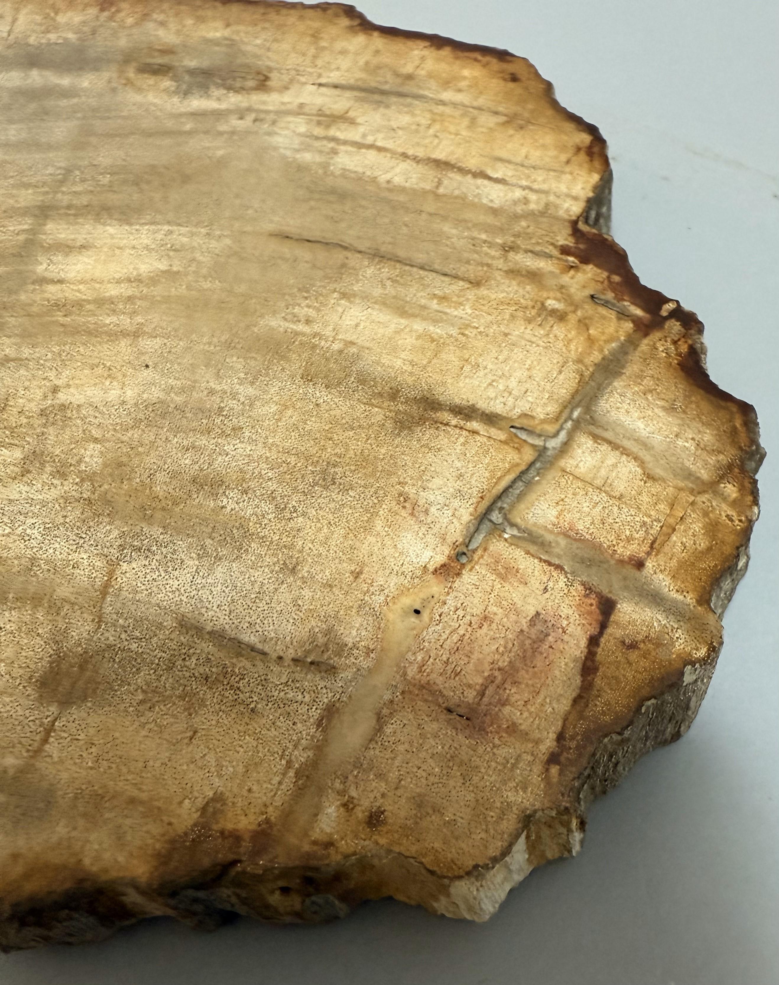 Small Indonesian Petrified Wood Slab For Sale 2