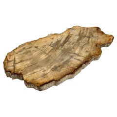 Pequeña losa de madera petrificada indonesia