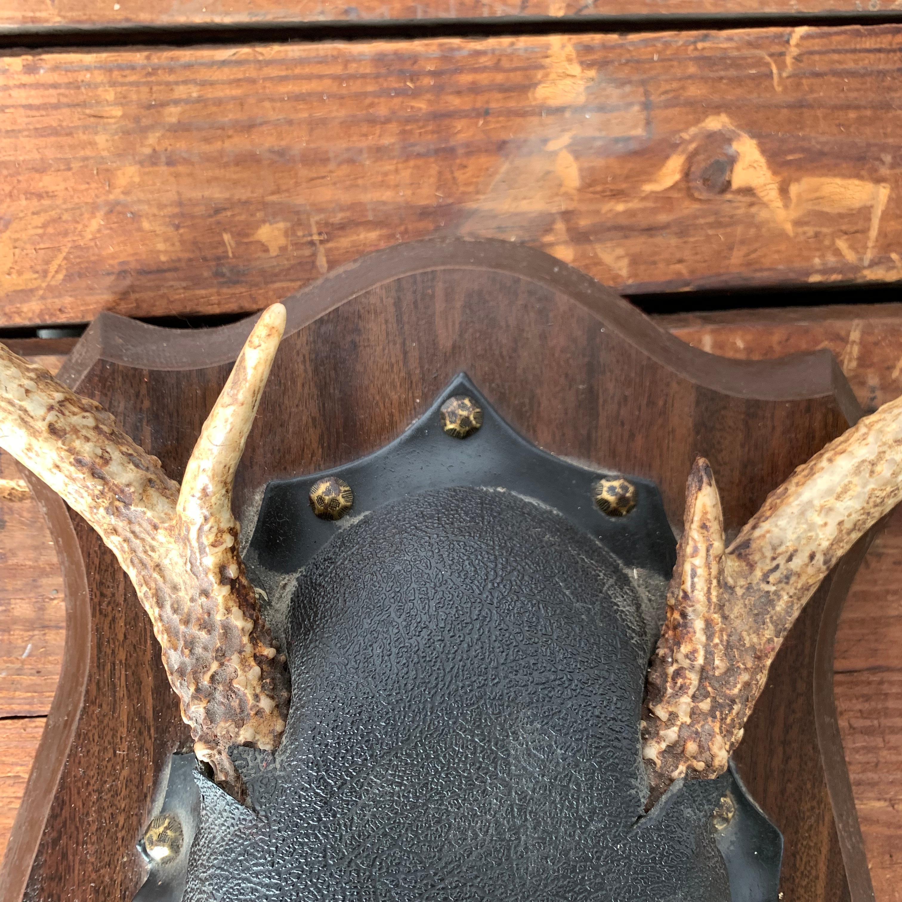 Small Mounted Deer Antlers and Leather Covered Skull on Plaque For Sale