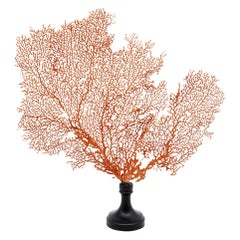 Small Mounted Sea Fan