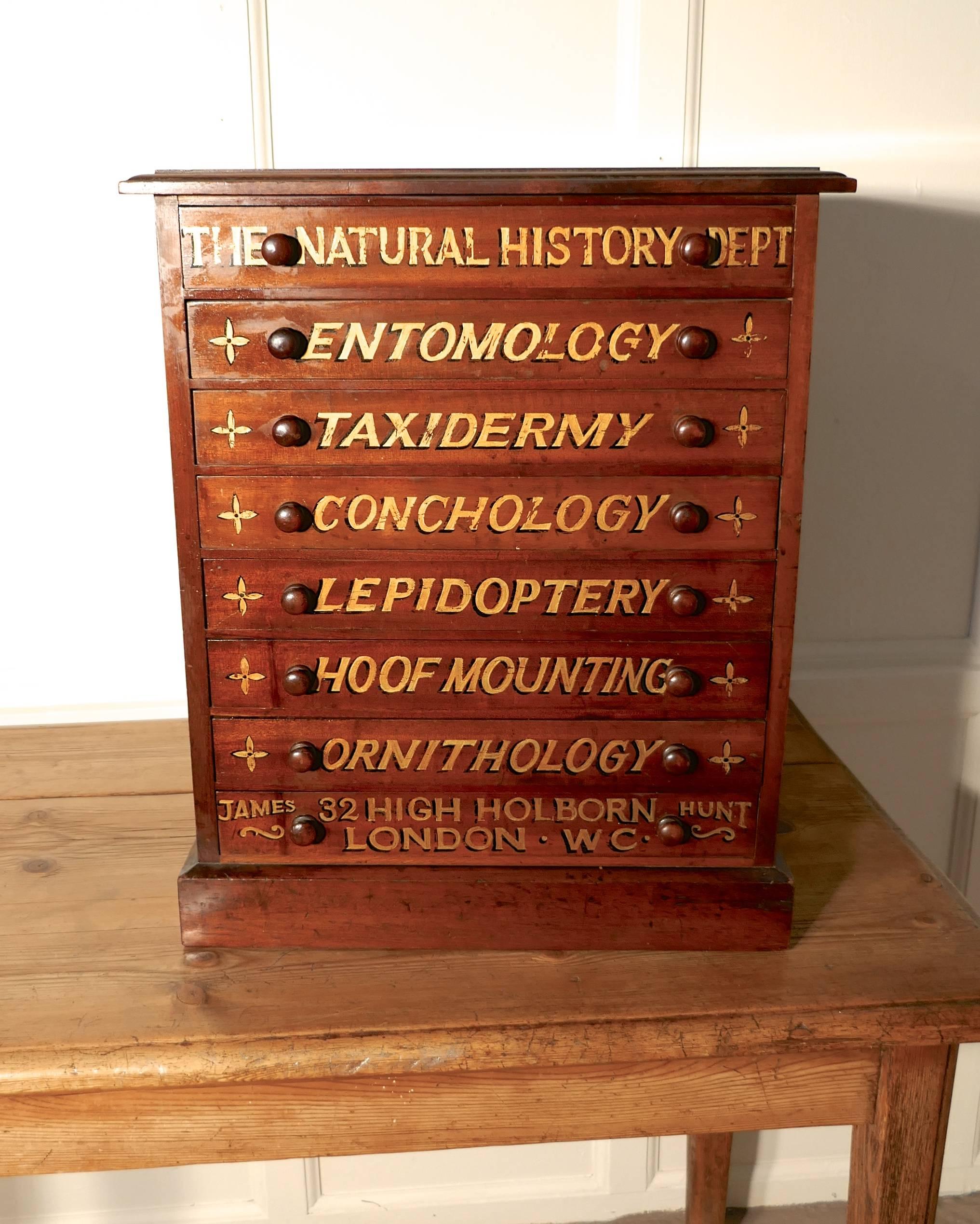 Small Museum Filing Cabinet, Natural History Collectors Cabinet 2