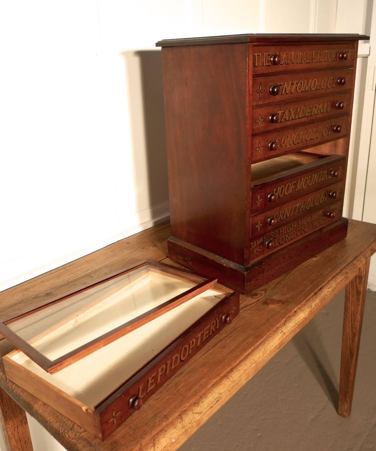 Small Museum Filing Cabinet, Natural History Collectors ...
