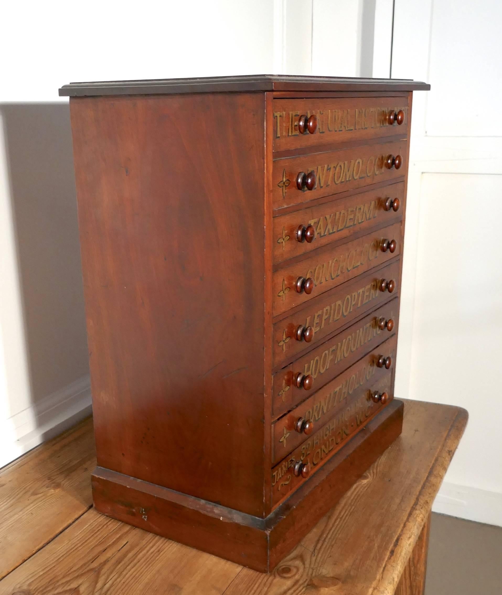 19th Century Small Museum Filing Cabinet, Natural History Collectors Cabinet