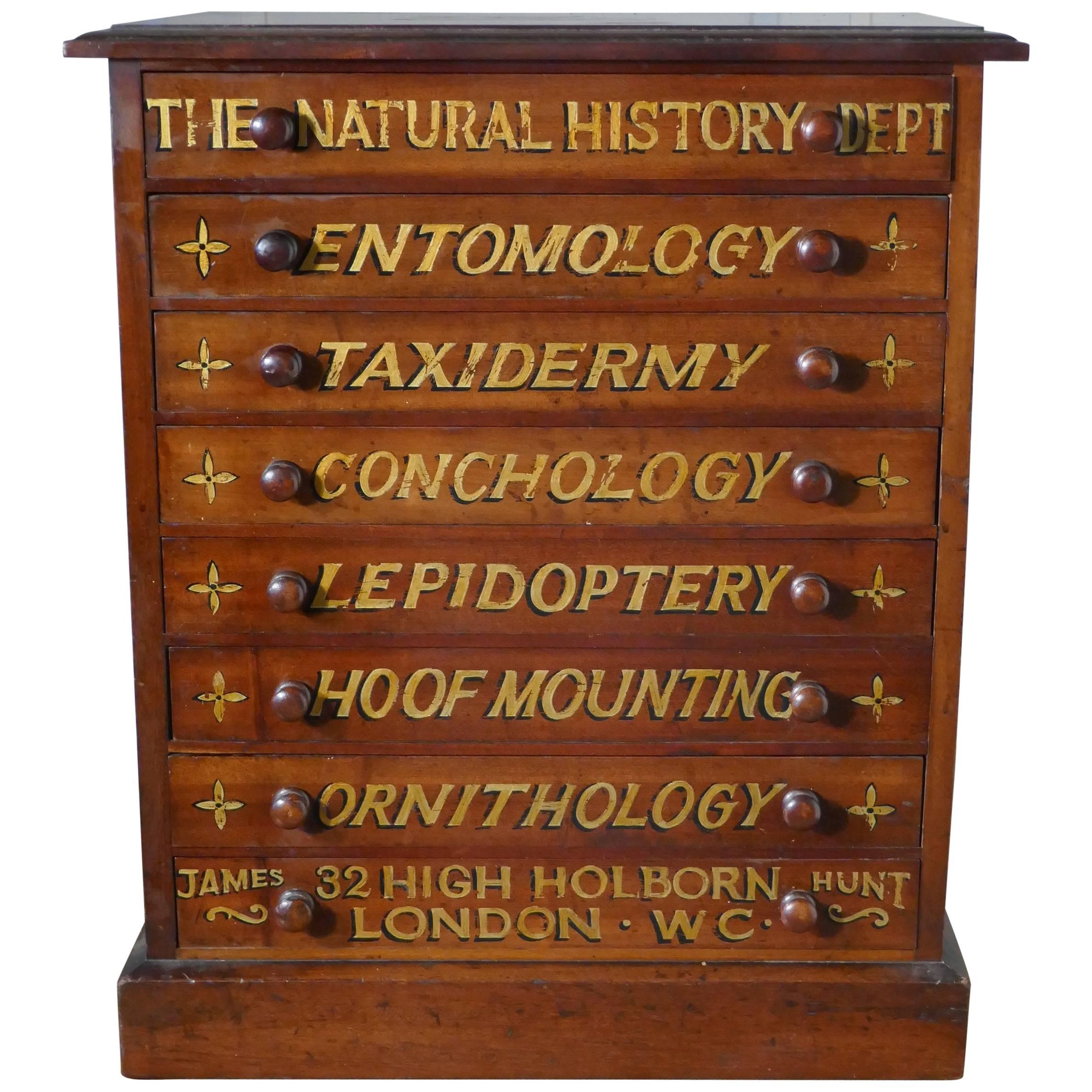 Small Museum Filing Cabinet, Natural History Collectors Cabinet