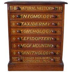 Small Museum Filing Cabinet, Natural History Collectors Cabinet