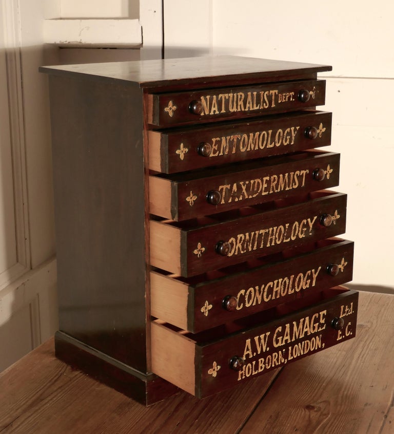 Small Natural History Collectors Drawers by A W Gamage Ltd at