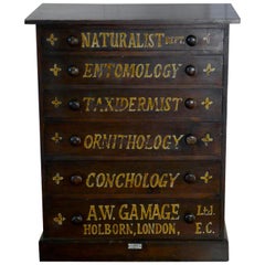 Petit cabinet de collection d'histoire naturelle:: tiroirs par A W Gamage Ltd