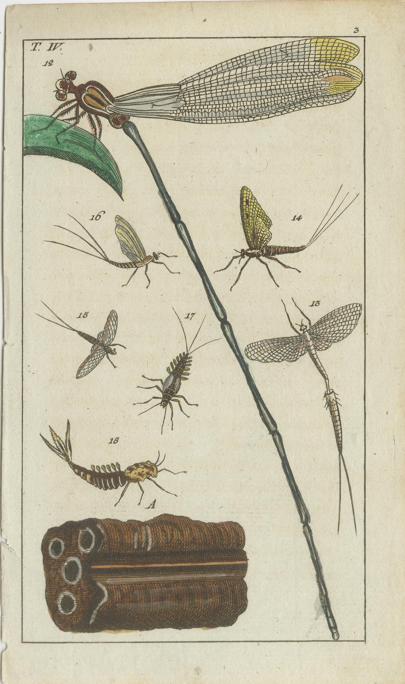 Título: Impresionantes Grabados Antiguos de Historia Natural: Insectos y Ciclos Vitales con Exquisito Detalle  

Descripción: Este conjunto de cuatro grabados antiguos originales, publicados en 1832, ofrece una cautivadora visión del intrincado