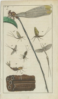 Small Natural History Prints: Insects and Life Cycles in Exquisite Detail, 1832