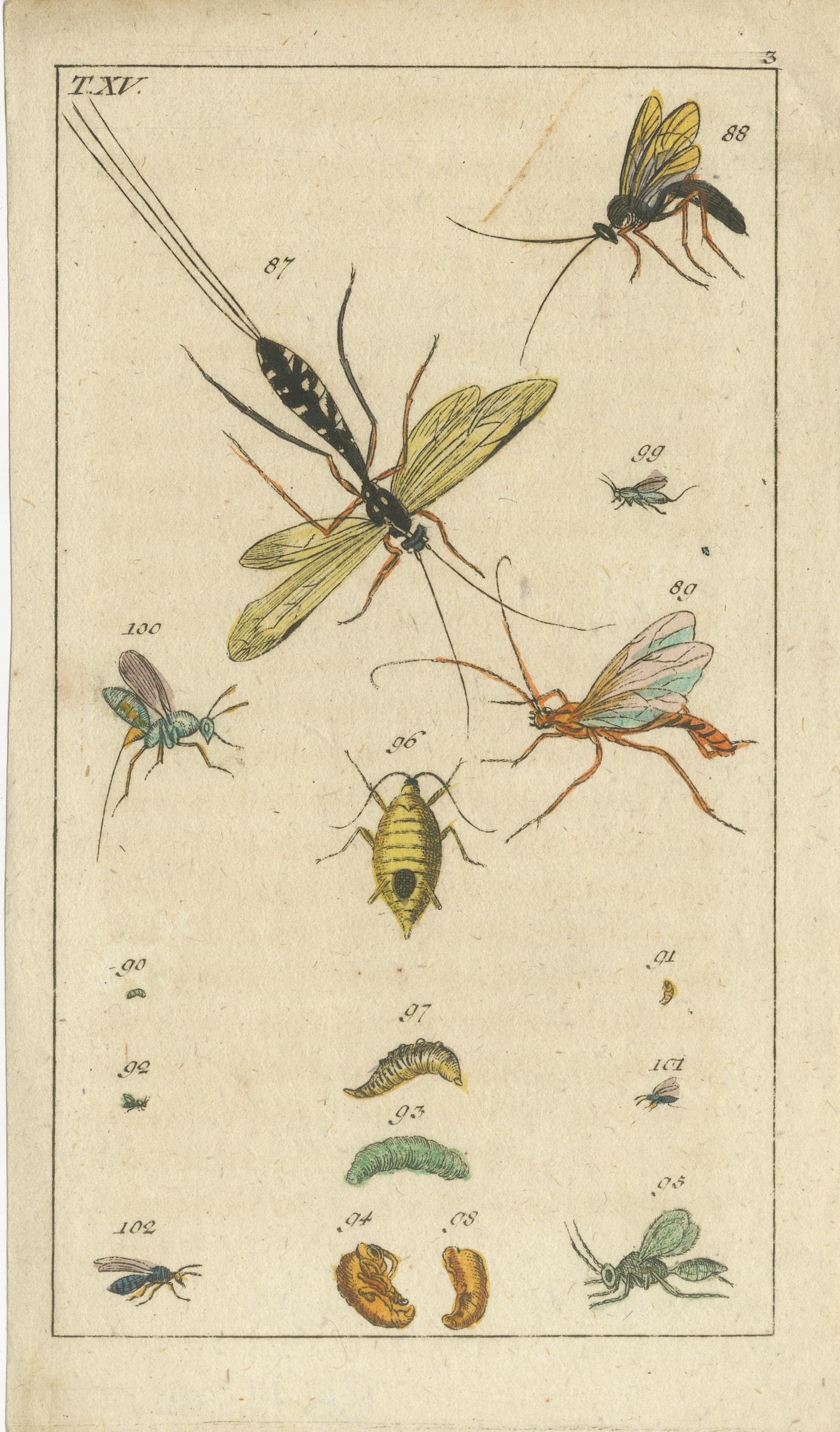 Pequeños grabados de historia natural: Insectos y Ciclos Vitales en Exquisito Detalle, 1832 en Bueno estado para la venta en Langweer, NL