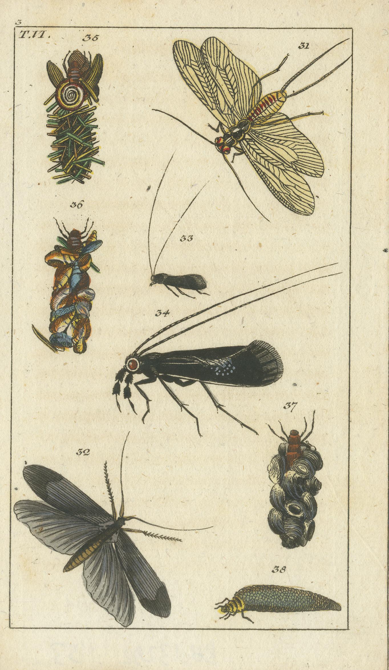 Pequeños grabados de historia natural: Insectos y Ciclos Vitales en Exquisito Detalle, 1832 Mediados del siglo XIX en venta