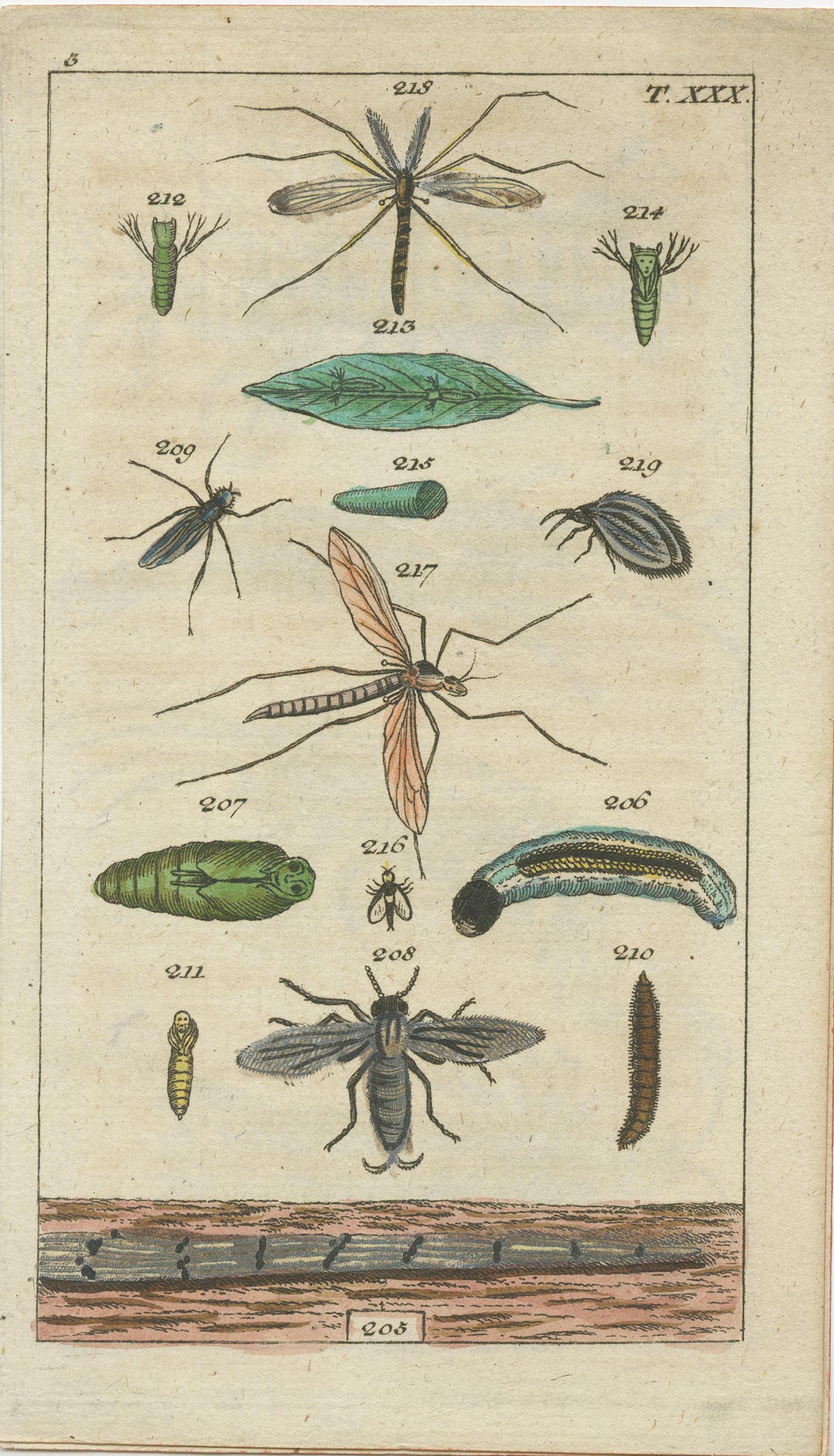 Pequeños grabados de historia natural: Insectos y Ciclos Vitales en Exquisito Detalle, 1832 Papel en venta