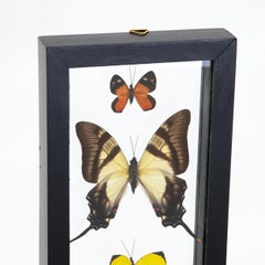 Small Orange Butterfly, Small Yellow, and Large Cream and Brown Butterfly