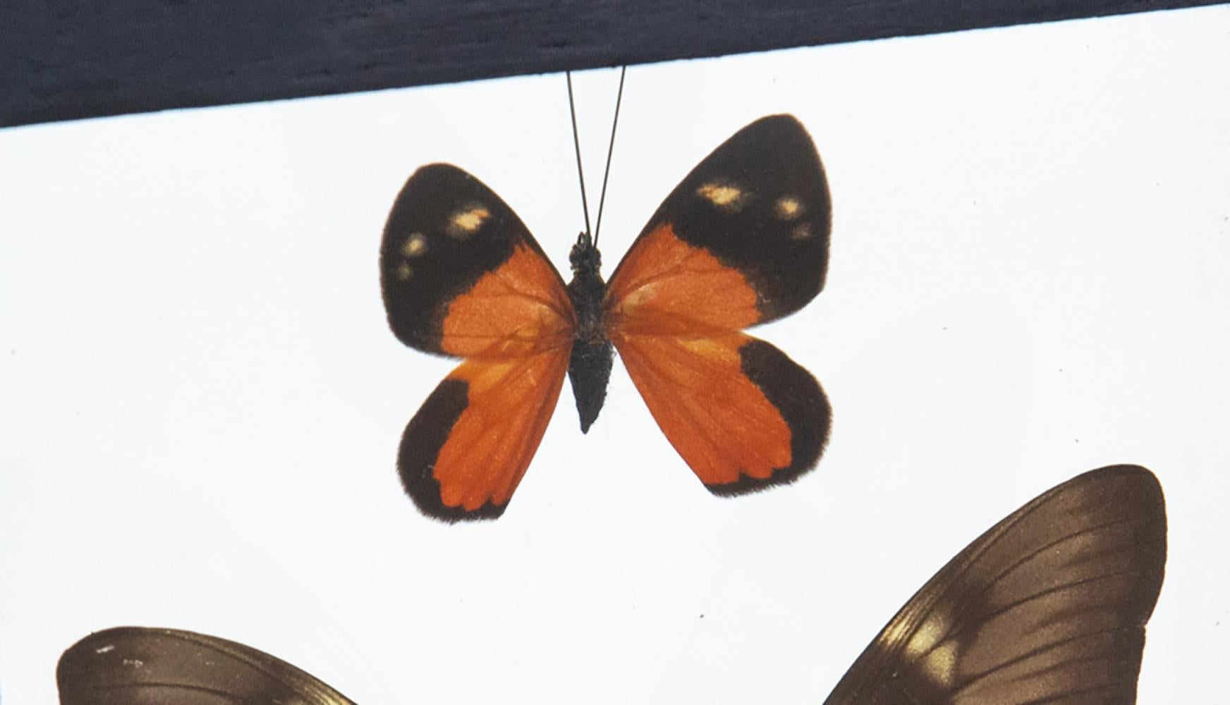 brown and orange butterfly
