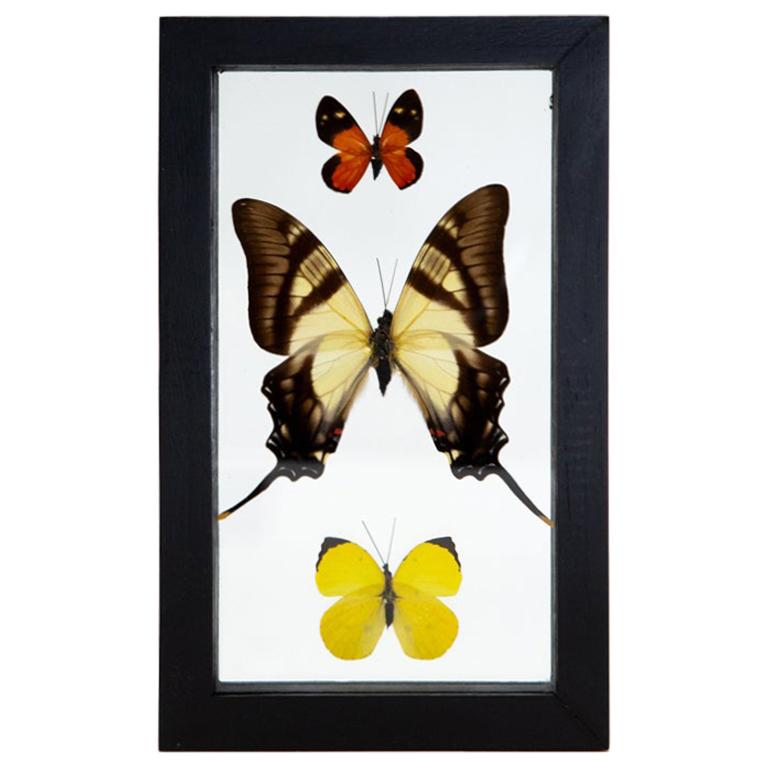 Small Orange Butterfly, Small Yellow, and Large Cream and Brown Butterfly