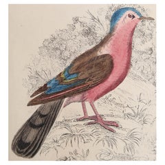 Small Original Antique Print of a Red Bird, 1847 
Unframed
