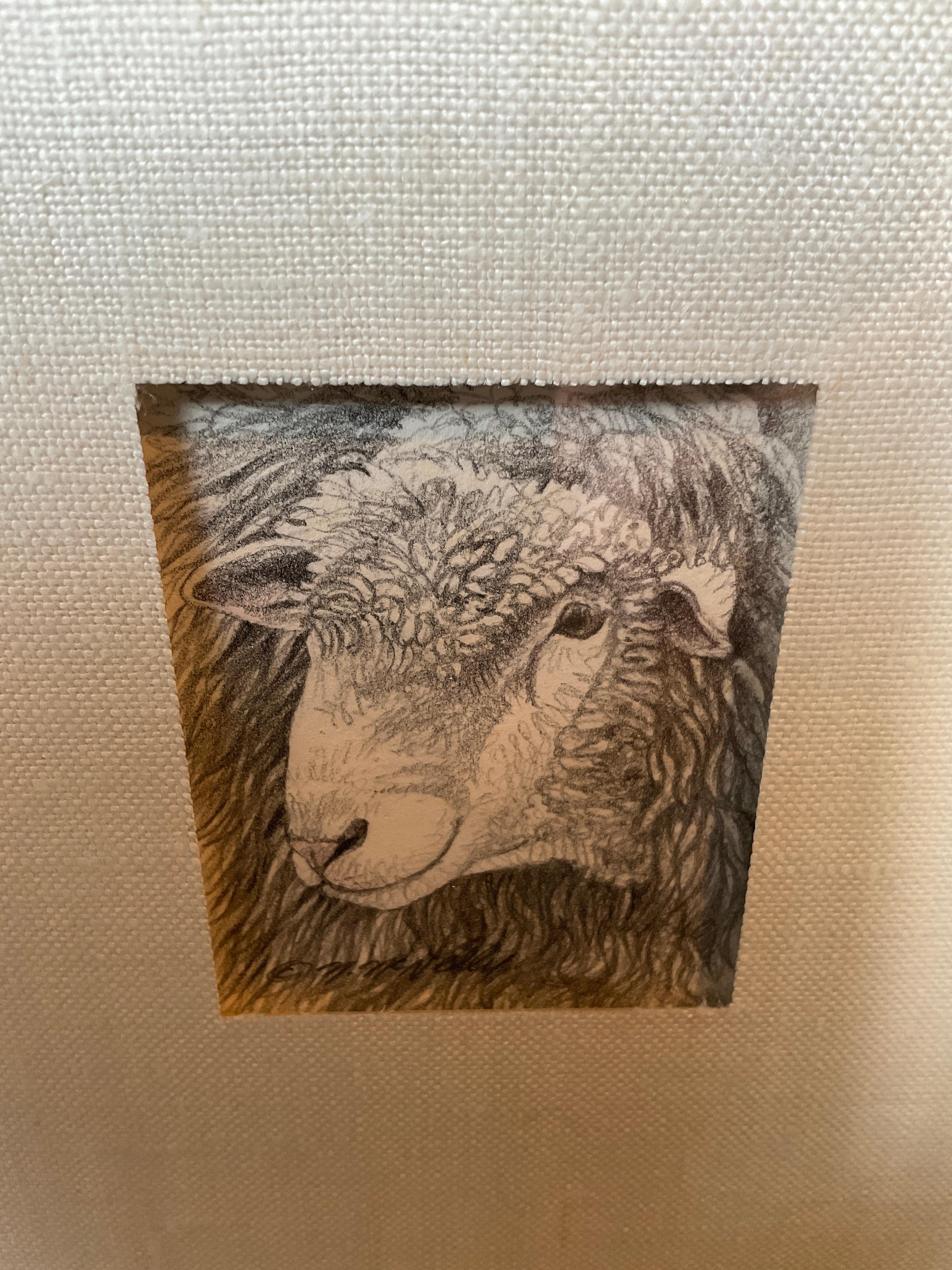 Pencil drawing of a sheep signed McNelly.