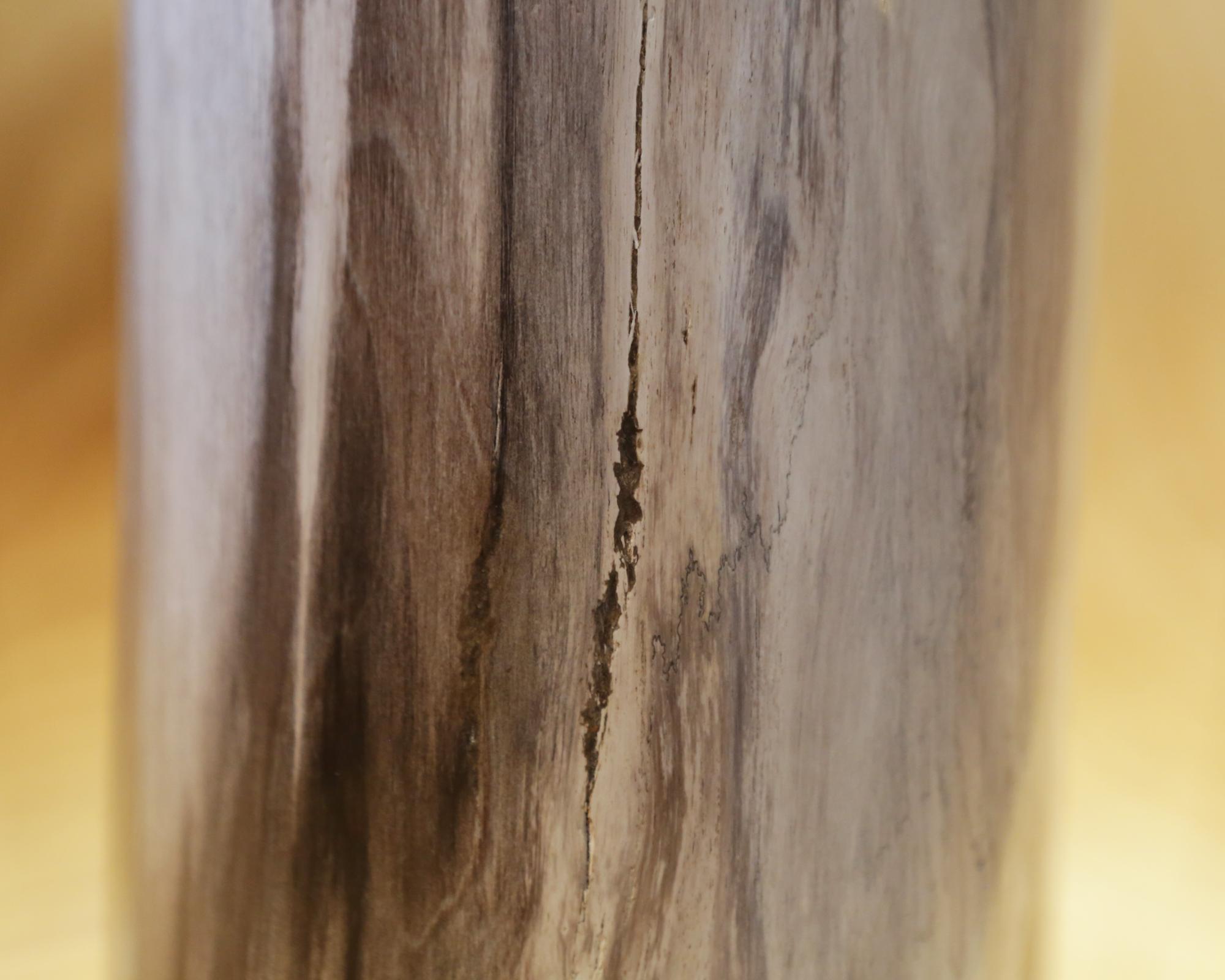 Säule aus versteinertem Holz, C im Angebot 4