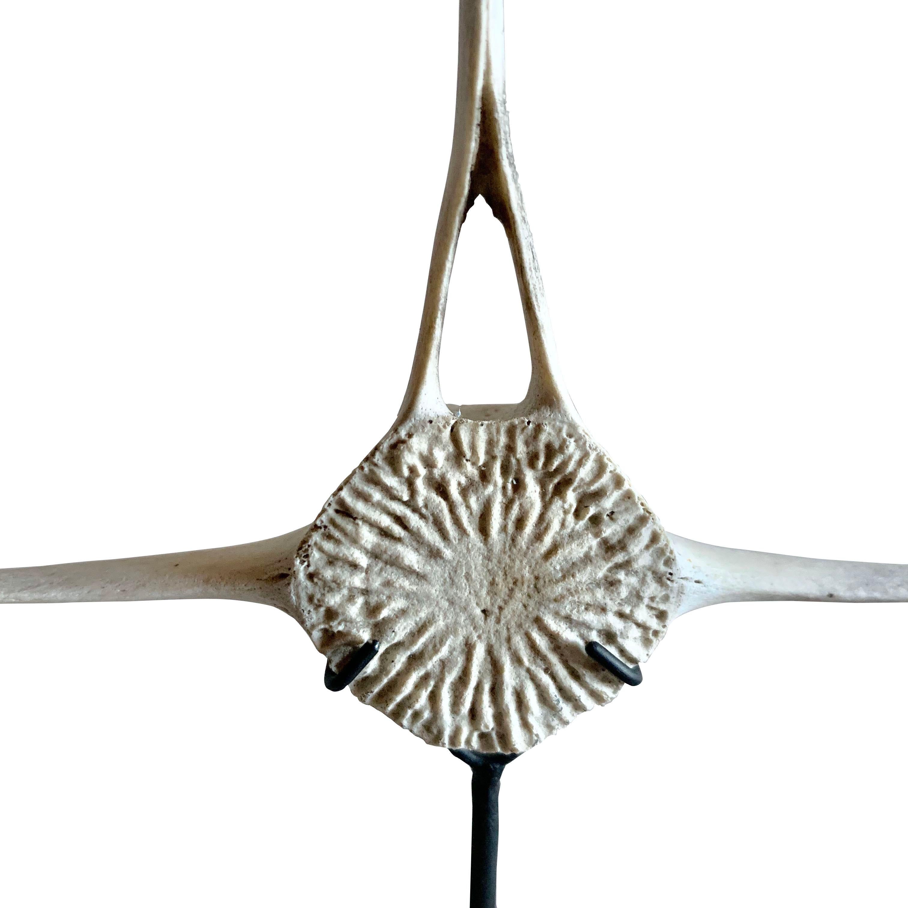 Late 20th century vertebrae sculpture from a small porpoise
Mounted on a steel stand.
Stand measures: 1.5