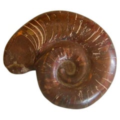 Small Red Ammonite Fossil, 1906