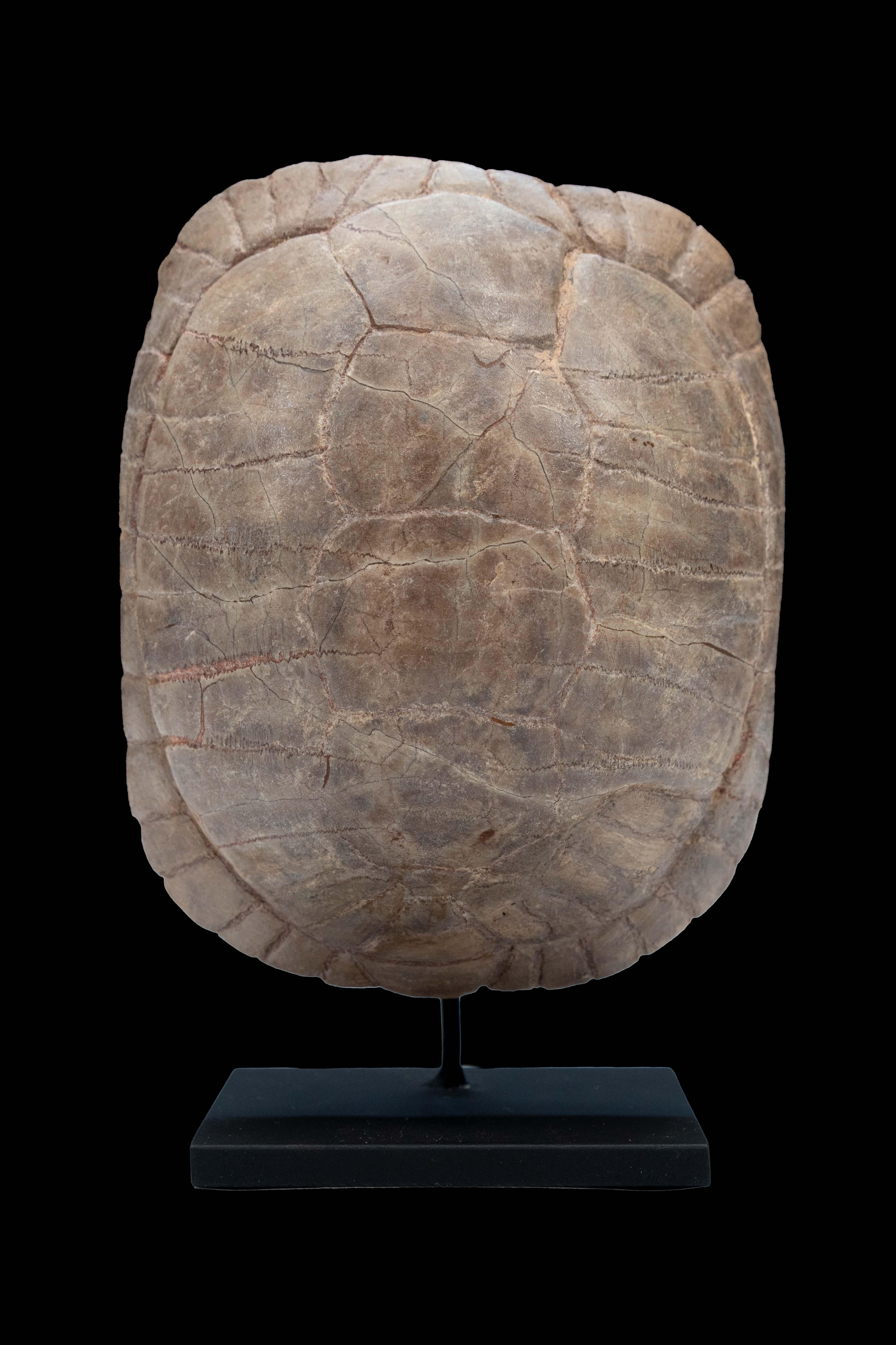 Small sized mounted Turtle Fossil South Dakota Oligocene Period:

Measures: 3