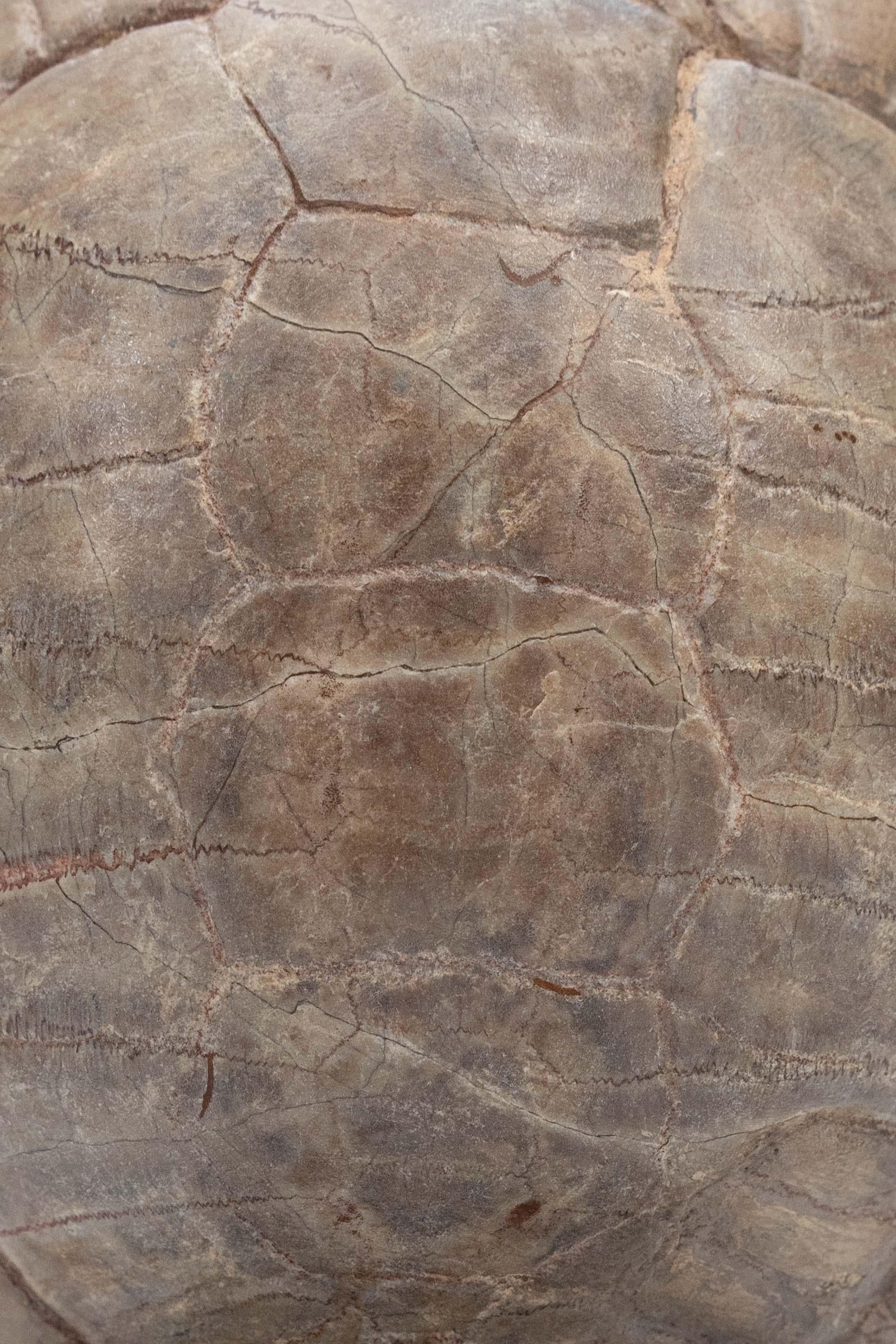 fossilized turtle shell for sale