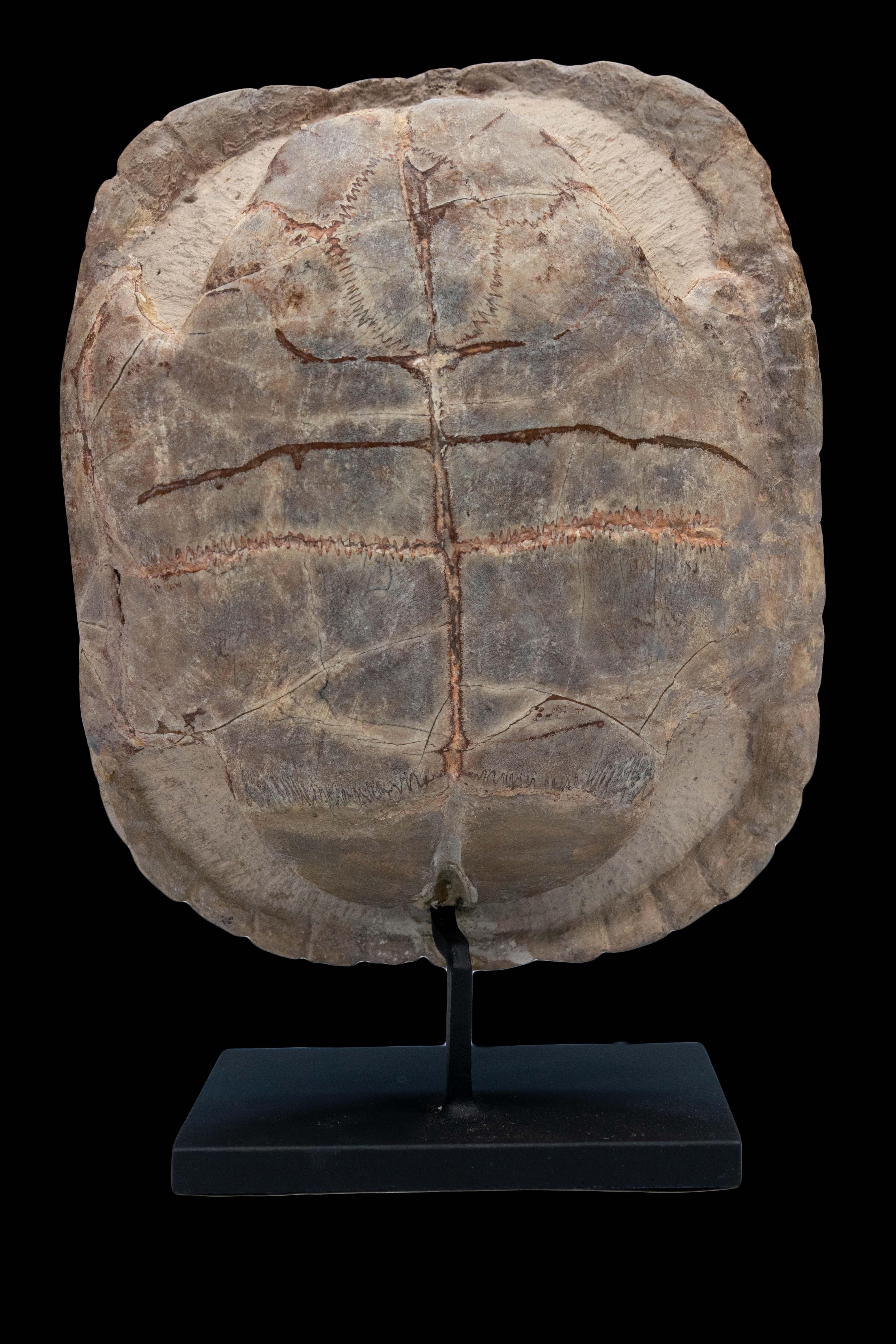 North American Small Sized Mounted Turtle Fossil South Dakota Oligocene Period