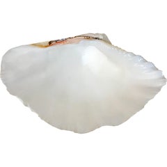 Small South Pacific Tridacna Gigas Clam Trinket