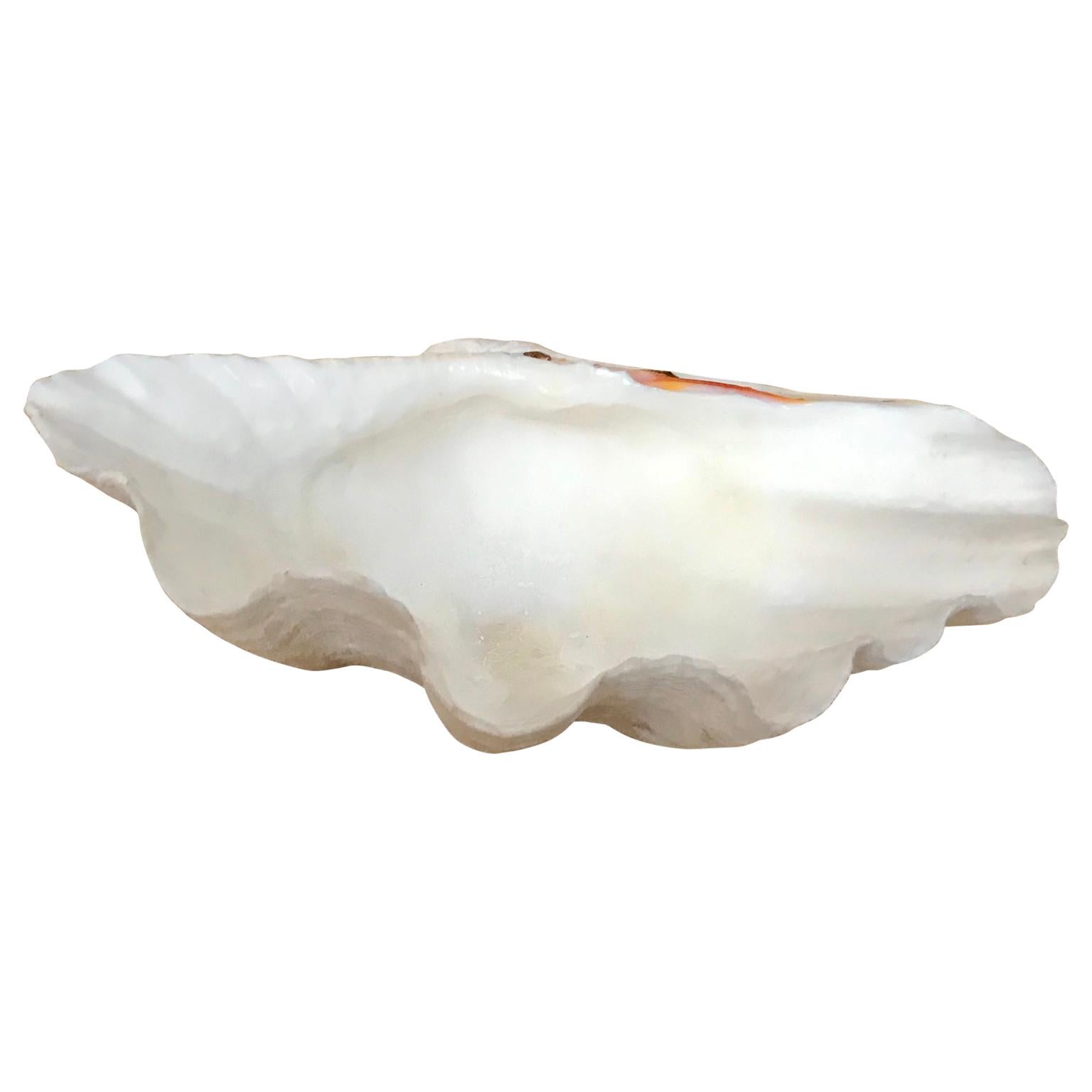 Pacific Islands Small South Pacific Tridacna Gigas Clam Trinket For Sale