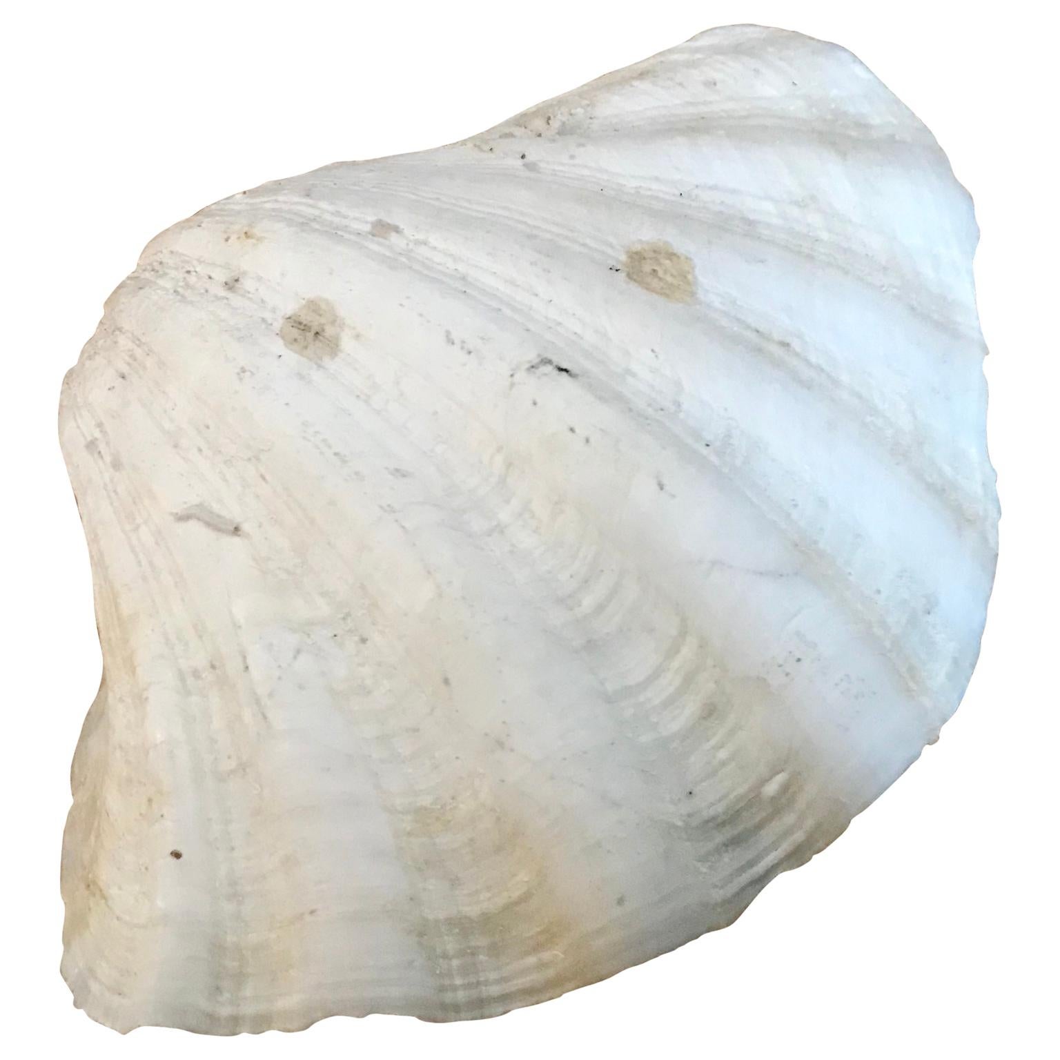 Small South Pacific Tridacna Gigas Clam Trinket In Good Condition For Sale In Copenhagen, K