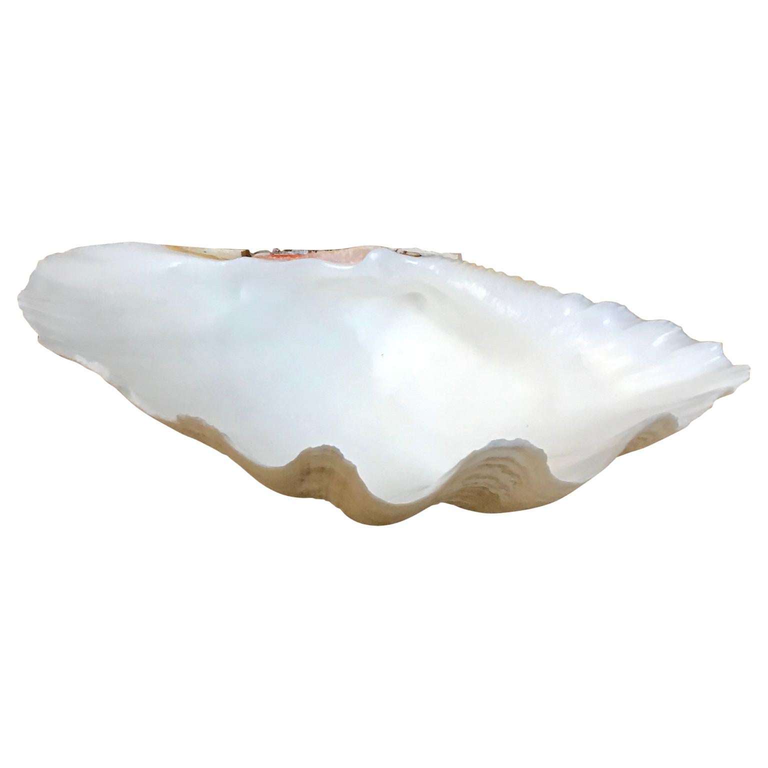 Shell Small South Pacific Tridacna Gigas Clam Trinket For Sale