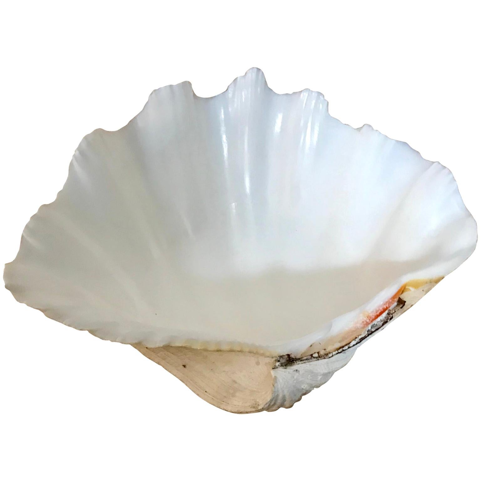 Small South Pacific Tridacna Gigas Clam Trinket For Sale