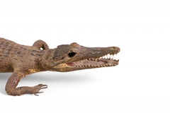 Small Stuffed Alligator