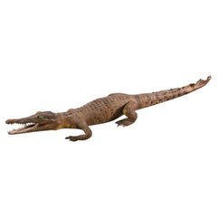 Petit alligator à volants