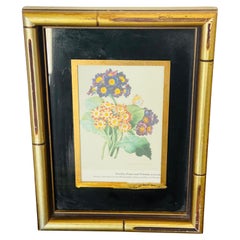 Vintage Botanical Chromolithograph Print in Gold Frame, 9x7 Inches