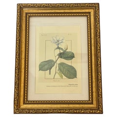 Small Vintage Botanical Chromolithograph in Gold Frame
