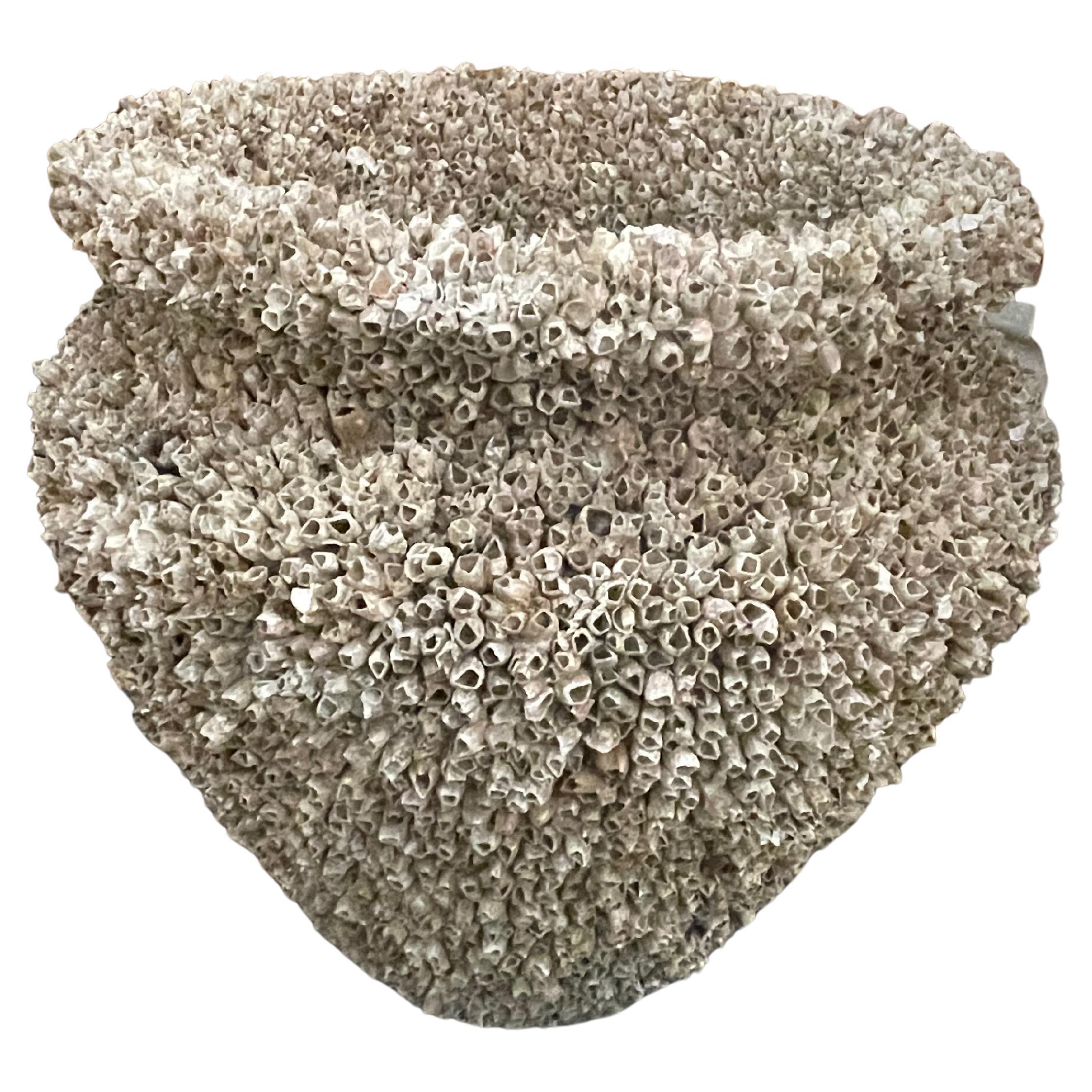 Snail Covered Composition Stone Pot, Italy, 1950s